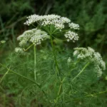 Caraway (Carum carvi) – plant photo