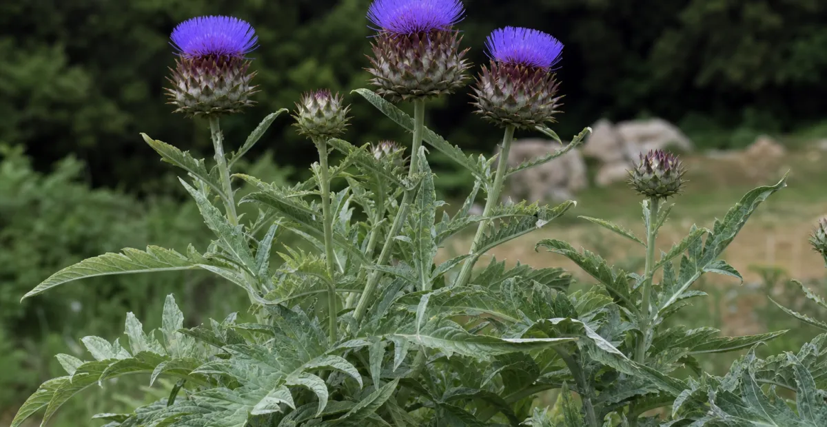 Cardoon (Cynara cardunculus) – plant photo