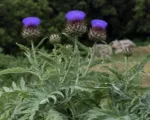Cardoon (Cynara cardunculus) care guide