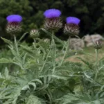 Cardoon (Cynara cardunculus) – plant photo