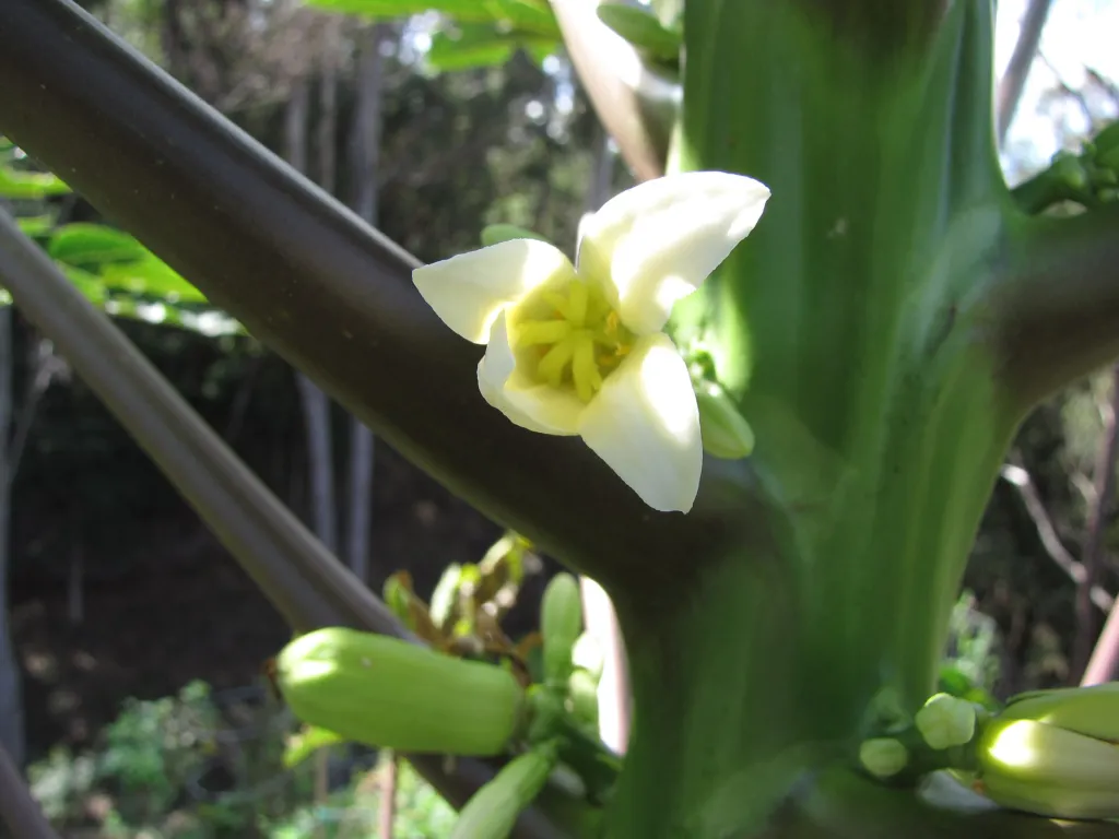 Papaya (Carica papaya) – flowers in close-up, plant photo