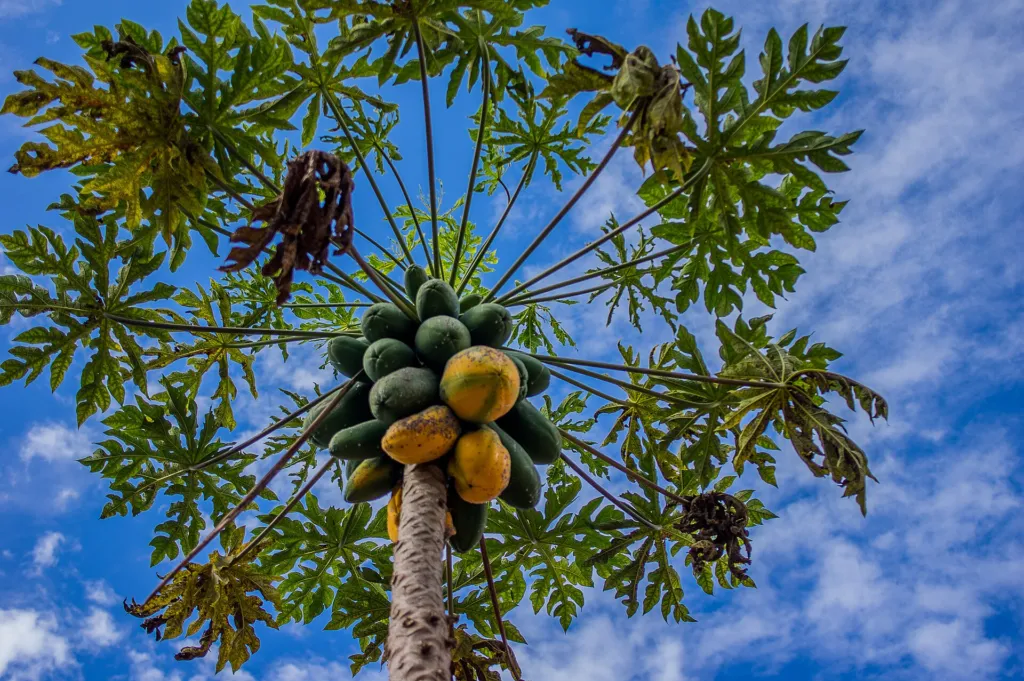 Papaya (Carica papaya) – fruit in close-up, plant photo