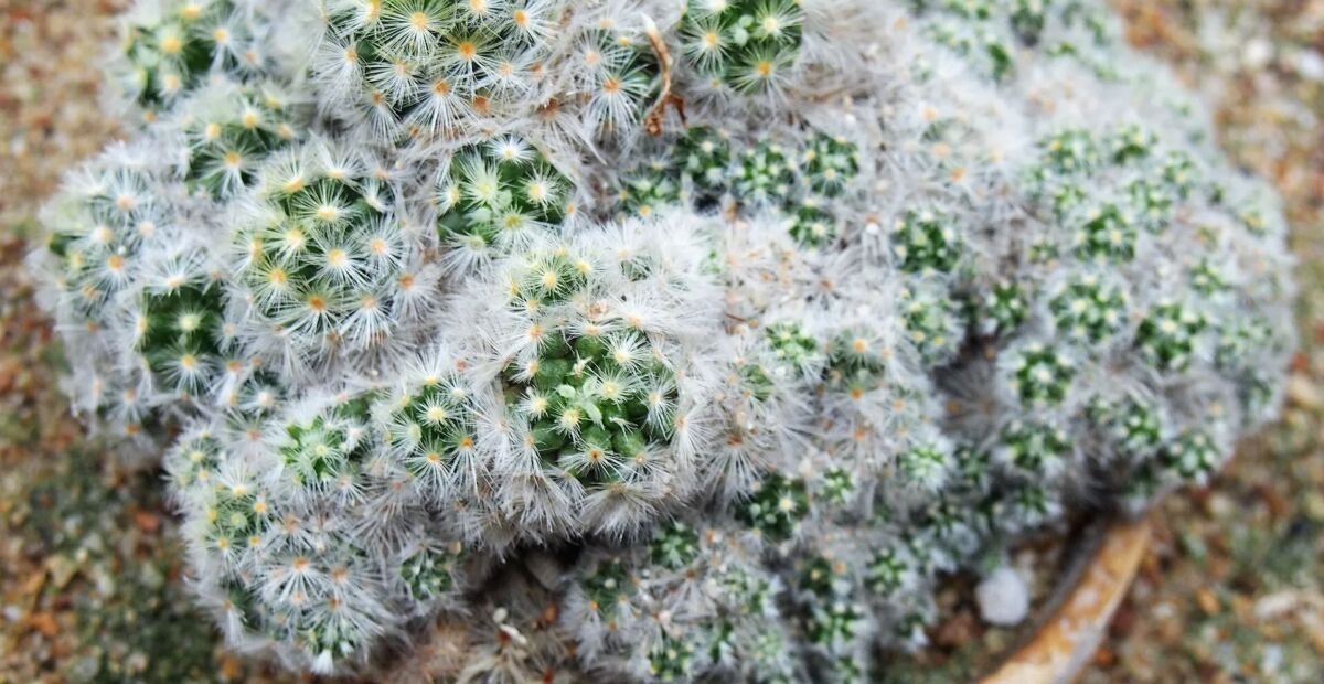 Mammillaria carmenae 'Carmen' – fotografia rastliny