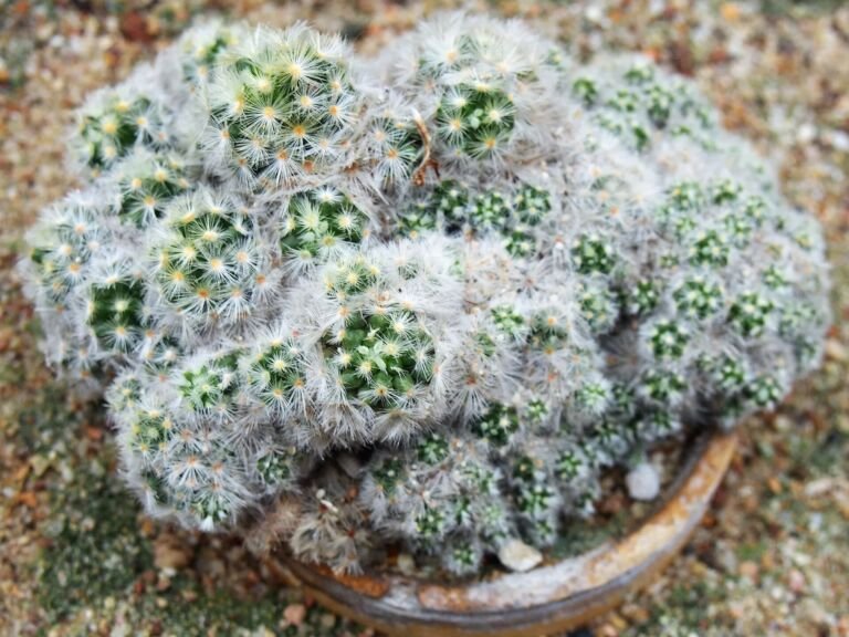 Mammillaria carmenae 'Carmen'