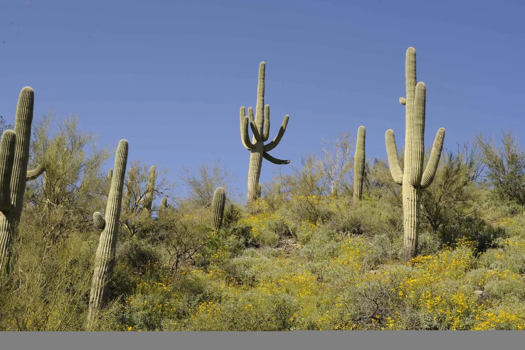 Saguaro (Carnegiea 'Gigantea') – kvety zblízka, fotografia rastliny