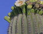 Carnegiea ‘Gigantea’