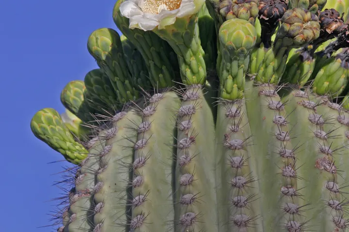 Carnegiea 'Gigantea'