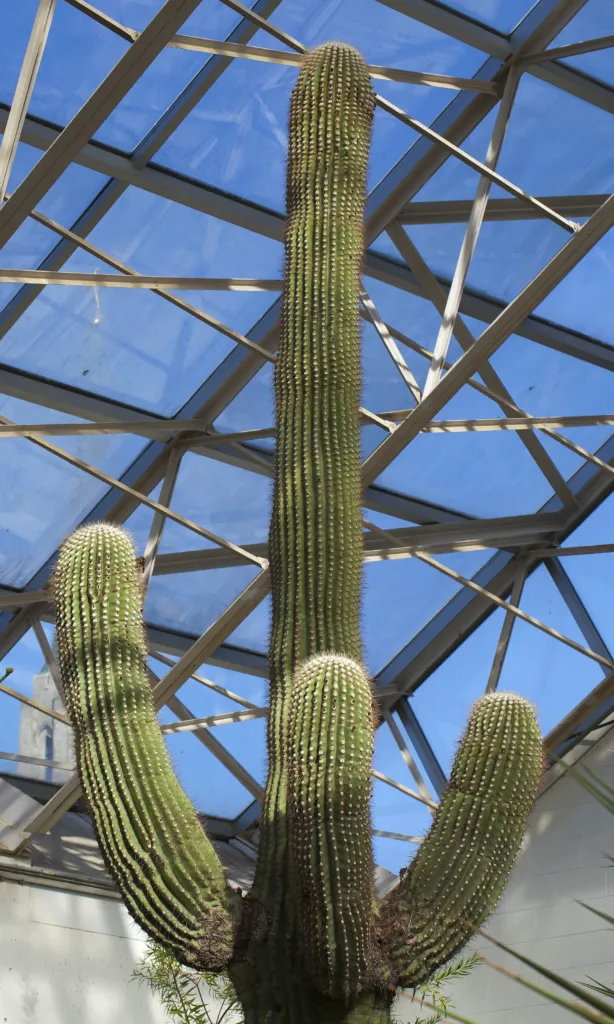 Saguaro (Carnegiea 'Gigantea') – typický vzhľad, fotografia rastliny