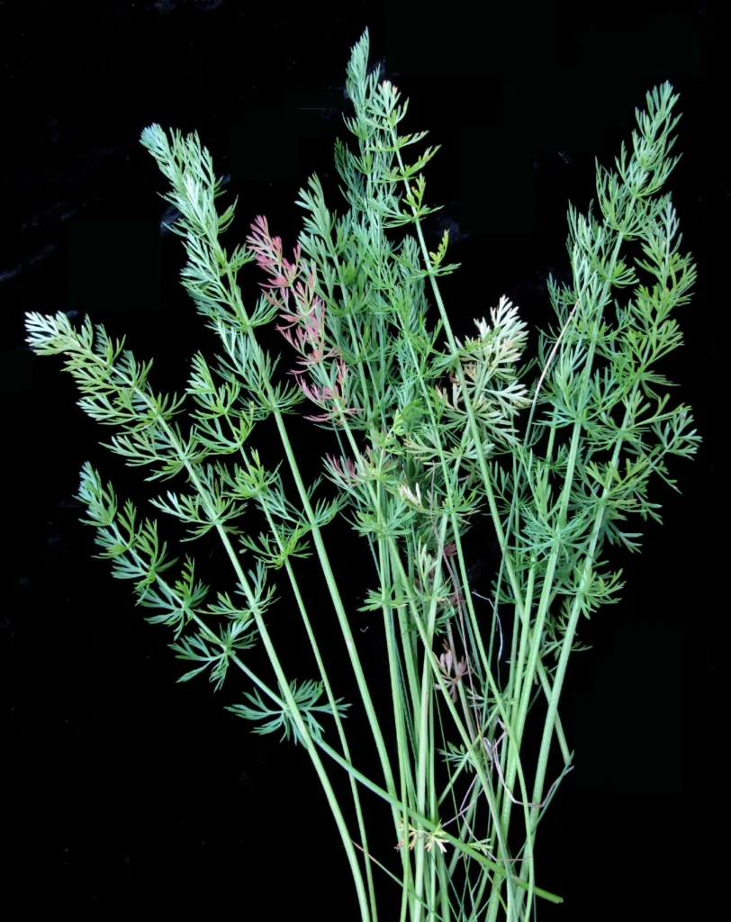 Caraway (Carum carvi) – in its natural habitat, plant photo