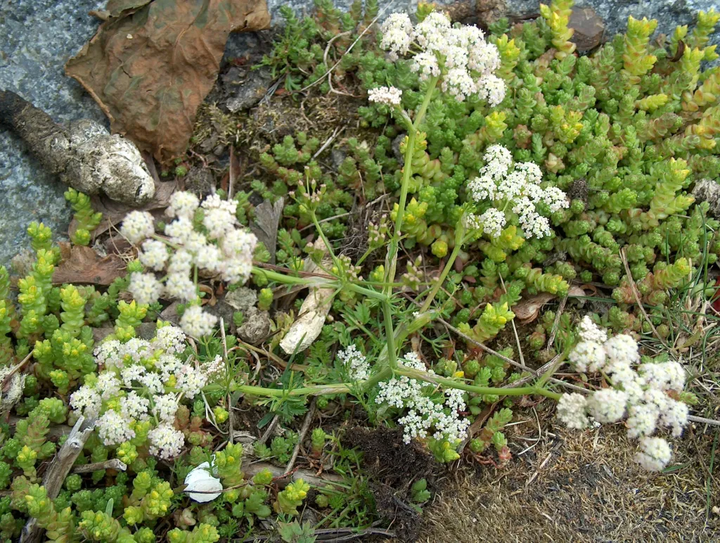 Caraway (Carum carvi) – characteristic appearance, plant photo