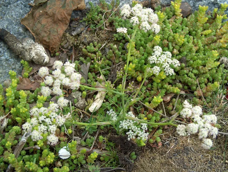 Caraway (Carum carvi) – characteristic appearance, plant photo