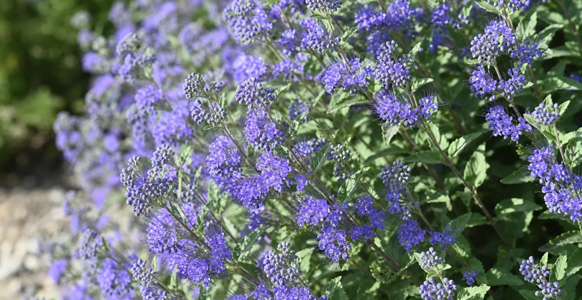Caryopteris clandonensis – Pflanzenfoto