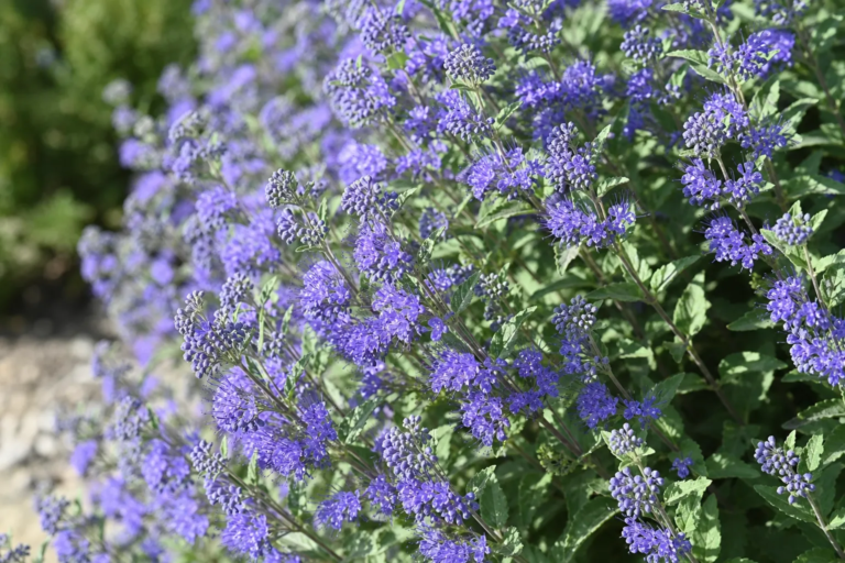 Caryopteris clandonensis