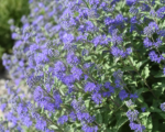 Caryopteris clandonensis – pestovanie a starostlivosť