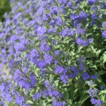 Caryopteris clandonensis – pestovanie a starostlivosť (Caryopteris clandonensis) – fotografia