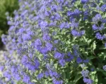 Caryopteris x clandonensis (Caryopteris clandonensis) care guide