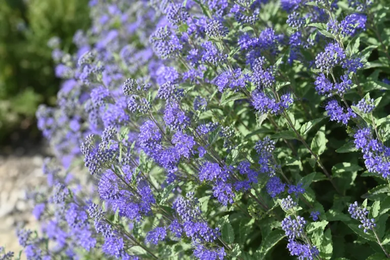Caryopteris clandonensis
