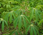 Cassava (Manihot esculenta) care guide