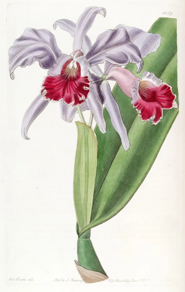 Cattleya labiata – (Cattleya labiata) – typisches Erscheinungsbild, Pflanzenfoto