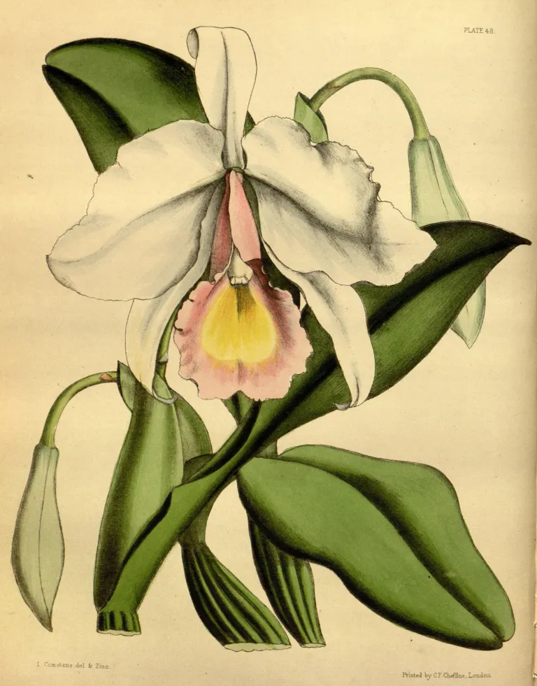 he crimson cattleya or ruby-lipped cattleya (Cattleya labiata) – characteristic appearance, plant