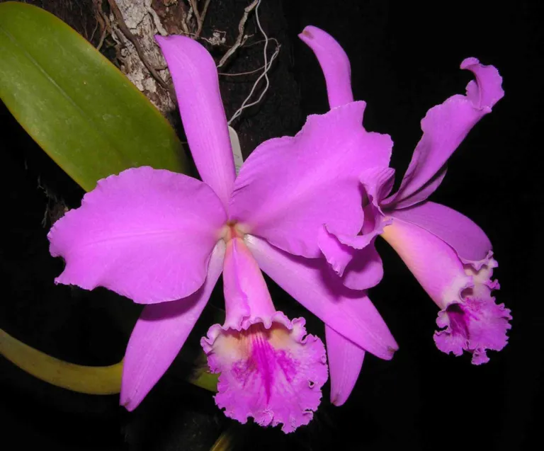 he crimson cattleya or ruby-lipped cattleya (Cattleya labiata) – characteristic appearance, plant