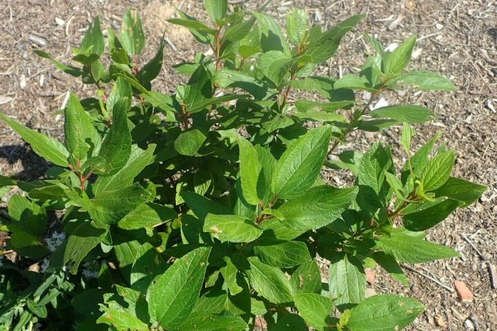 Ceanothus americanus