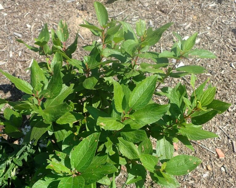 Ceanothus americanus