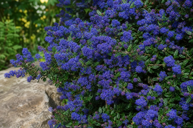 Ceanothus 'Concha'
