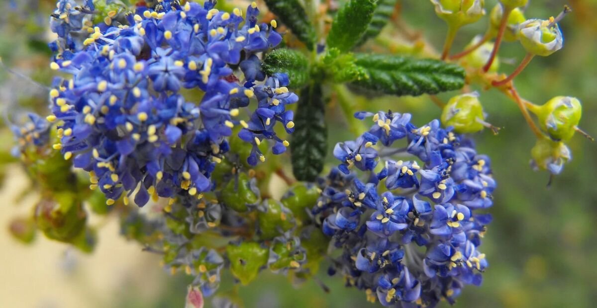 Ceanot ‘Dark Star’ (Ceanothus 'Dark Star') – fotografia rastliny