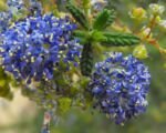 Ceanot ‘Dark Star’ (Ceanothus ‘Dark Star’)