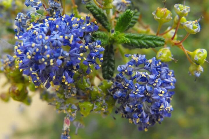Ceanothus 'Dark Star'