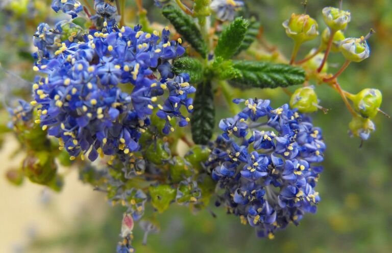 Ceanothus 'Dark Star'