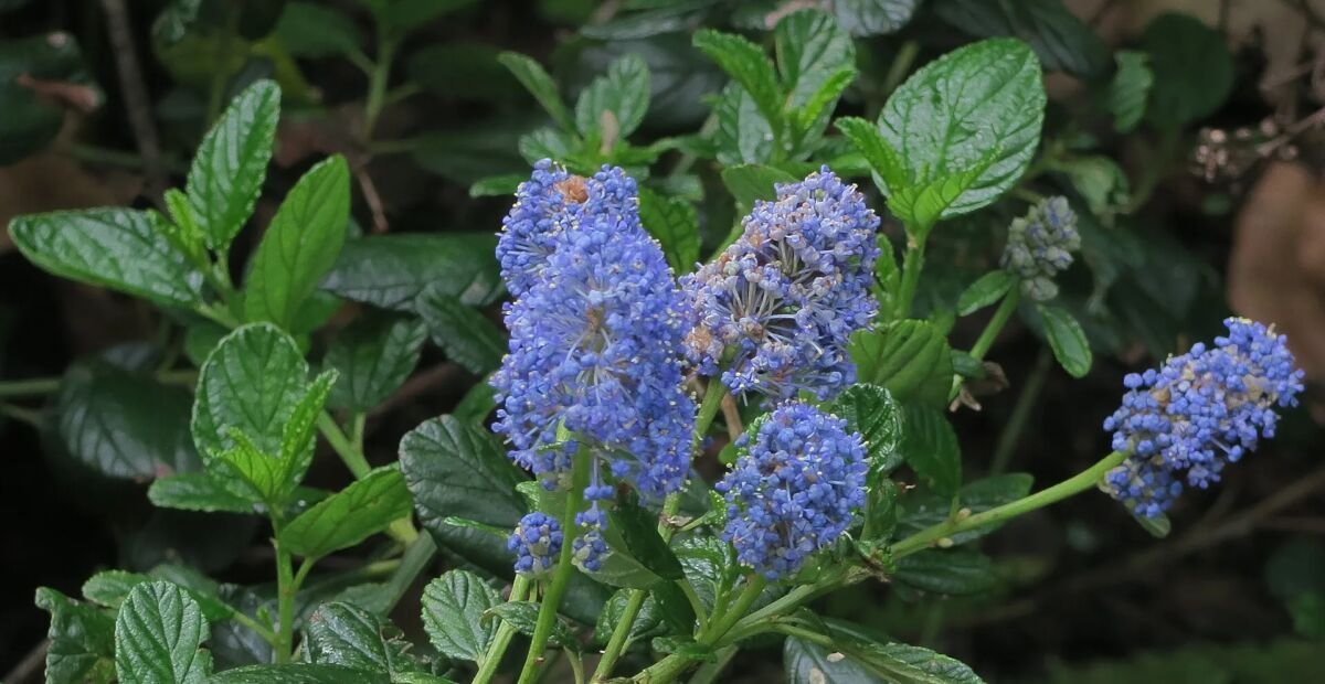 ceanot kytkokvetý (Ceanothus thyrsiflorus) – fotografia rastliny