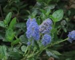 Ceanot kytkokvetý (Ceanothus thyrsiflorus) – pestovanie a starostlivosť