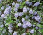 Ceanot plazivý (Ceanothus thyrsiflorus ‘Repens’)