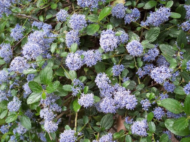 Ceanothus thyrsiflorus 'Repens'