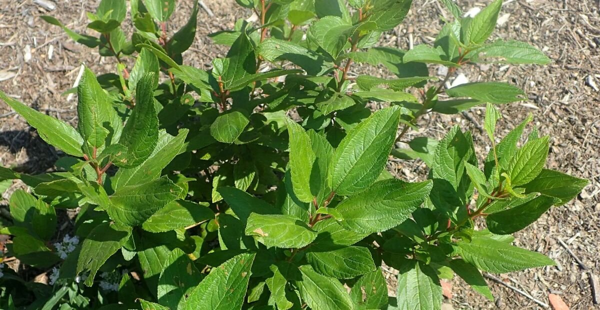 Ceanothus americanus – Pflanzenfoto