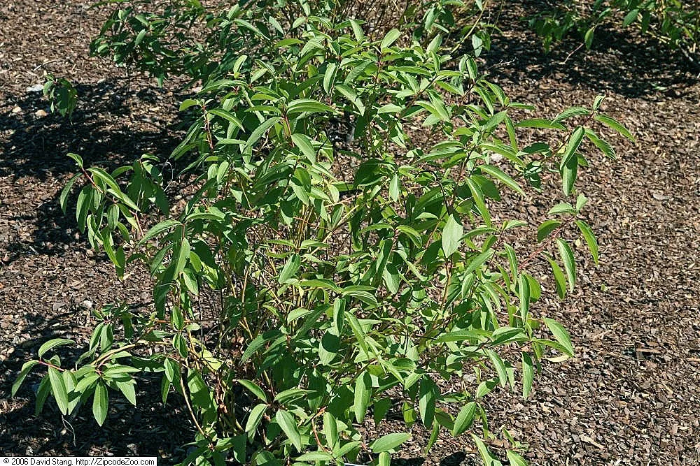 ceanot americký (Ceanothus americanus) – v prirodzenom prostredí, fotografia rastliny