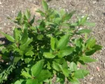 New Jersey tea (Ceanothus americanus) care guide