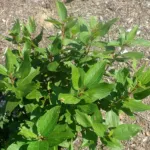 New Jersey tea (Ceanothus americanus) – plant photo