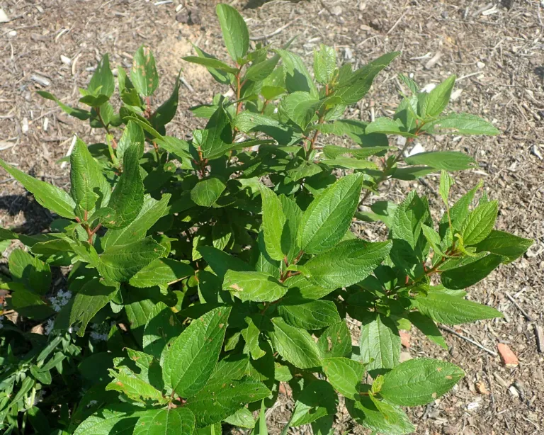 Ceanothus americanus