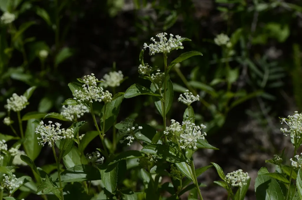 ceanot americký (Ceanothus americanus) – typický vzhľad, fotografia rastliny