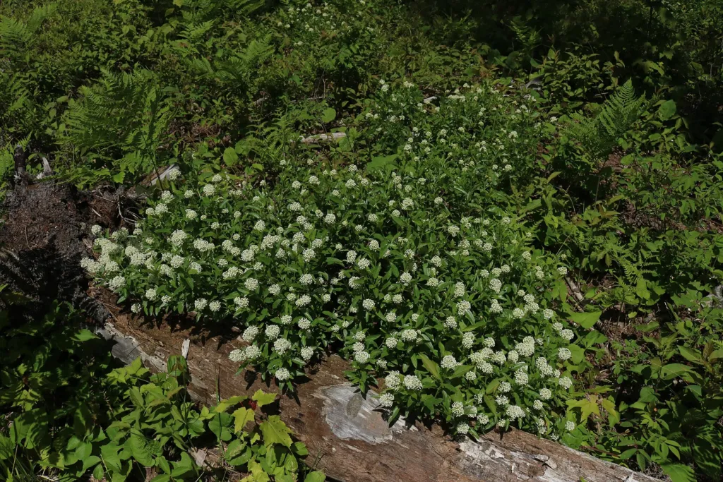 ceanot americký (Ceanothus americanus) – typický vzhľad, fotografia rastliny