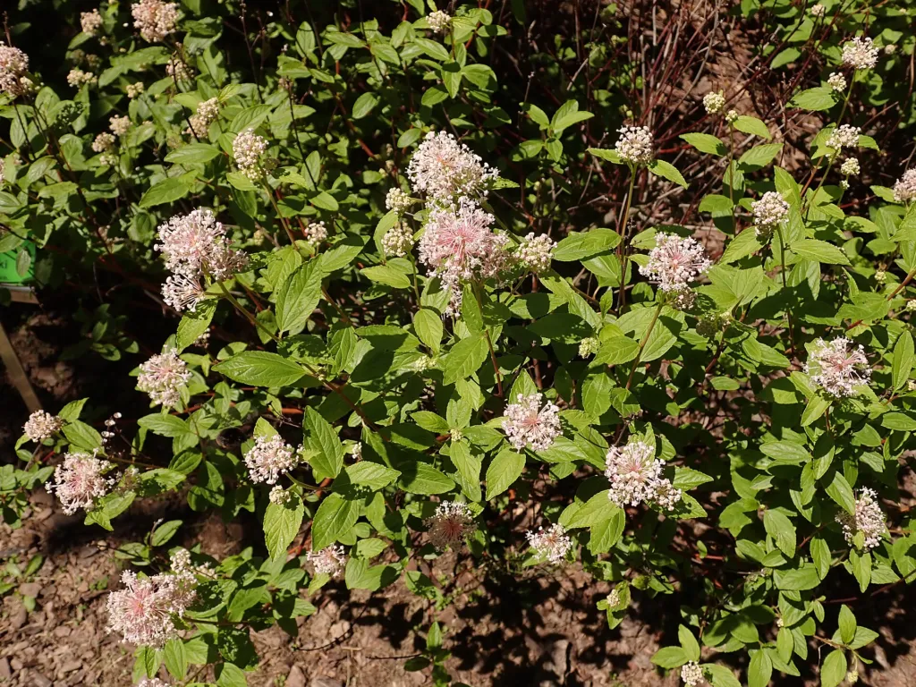 ceanot americký (Ceanothus americanus) – typický vzhľad, fotografia rastliny