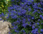 Ceanothus ‘Concha’