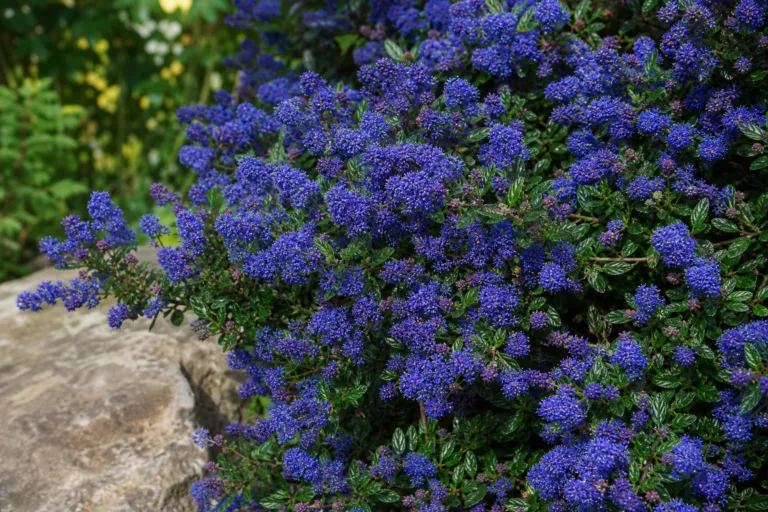 Ceanothus 'Concha'
