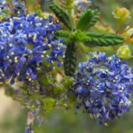 Ceanothus ‘Dark Star’ (Ceanothus 'Dark Star') – plant photo