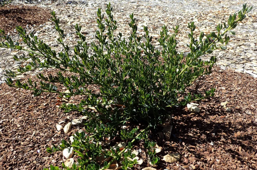 Kalifornischer Flieder (Ceanothus thyrsiflorus) – im Garten, Pflanzenfoto