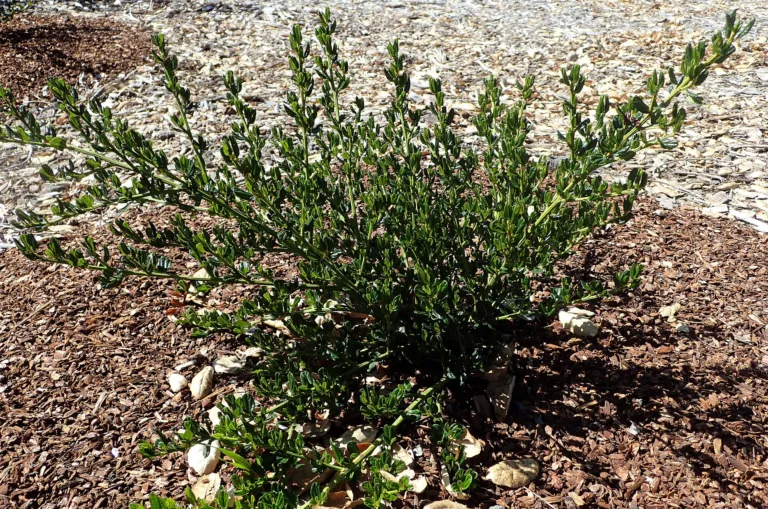 Blue Blossom Ceanothus (Ceanothus thyrsiflorus) – in a garden setting, plant photo
