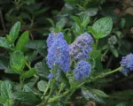 Blue Blossom Ceanothus (Ceanothus thyrsiflorus) care guide